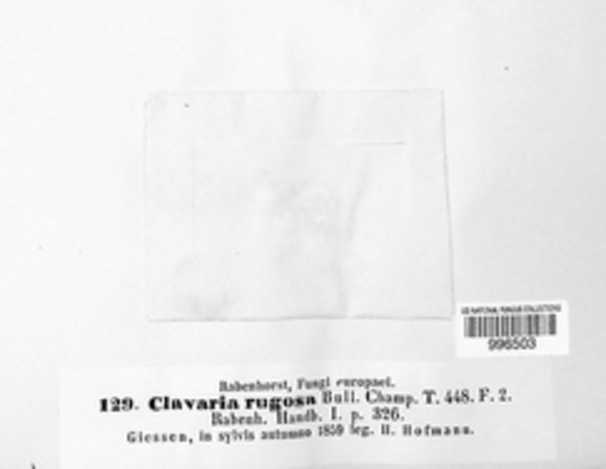 Clavaria rugosa image